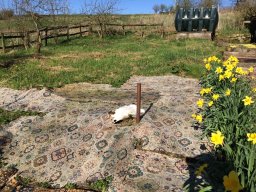 Carpets in the orchard